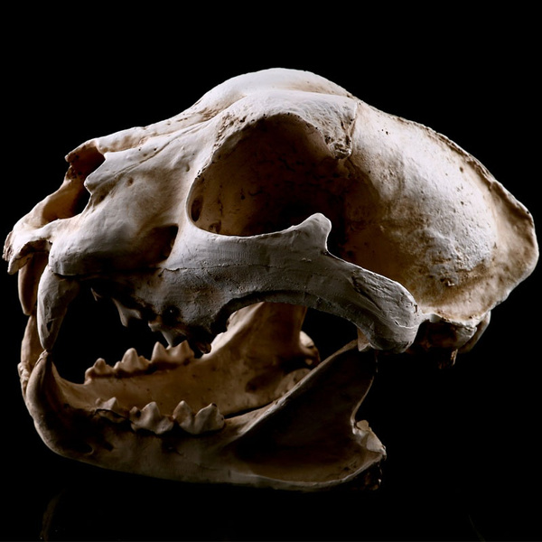 jackal skull