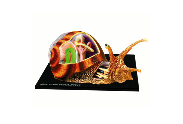 4D VISION SNAIL ANATOMY MODEL 動物解剖 カタツムリ 4D Vision Snail Anatomy Model | Wish