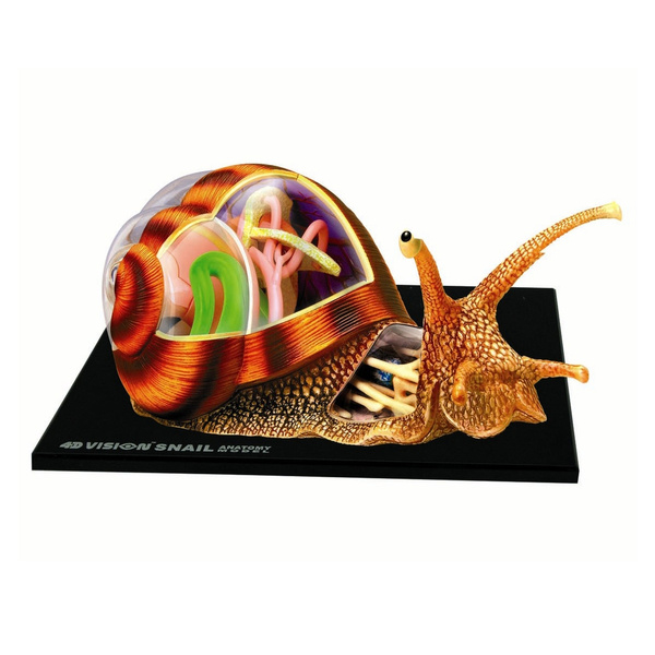 4D Vision Snail Anatomy Model | Wish