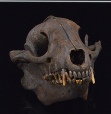 barsupplie, art, Skeleton, skull