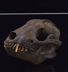barsupplie, art, Skeleton, skull