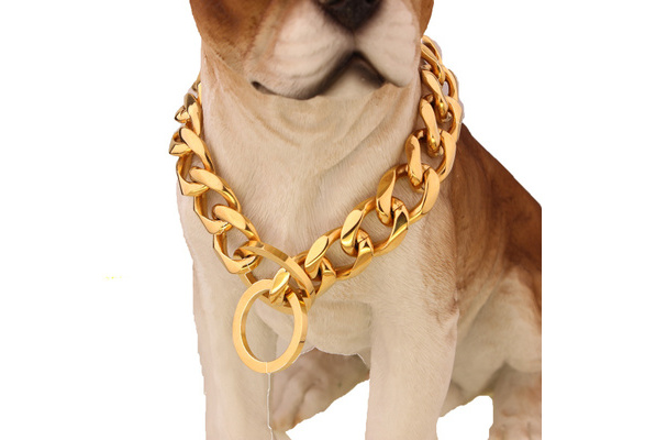 rottweiler with gold chain