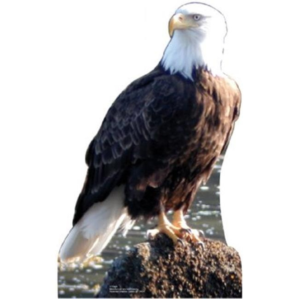 Advanced Graphics 57 Bald Eagle Life Size Cardboard Standup | Wish