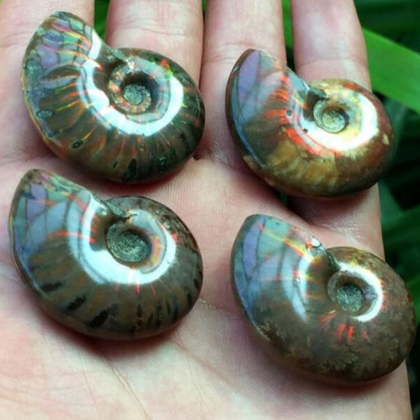 1 pcs Colorful Spiral Ammonite Fossil Rainbow Gem Stone 