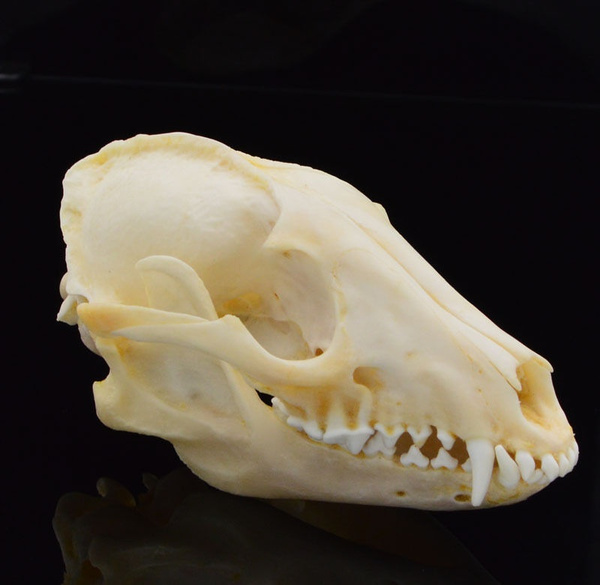 1PCS Real Grey Fox Skull Animal Bone Decor Unique Birthday Gift 
