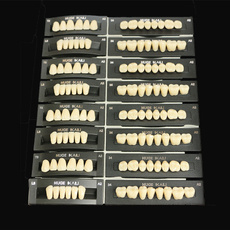 4setslot, dentalsupply, dentalteethmodel, polymer