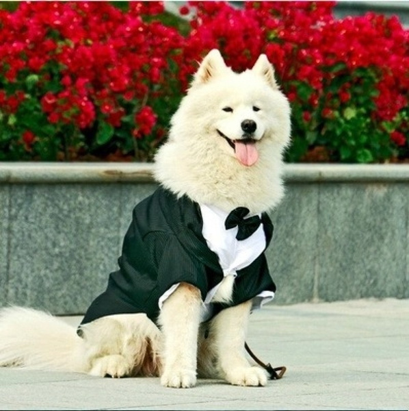 Large dog tuxedo for wedding best sale