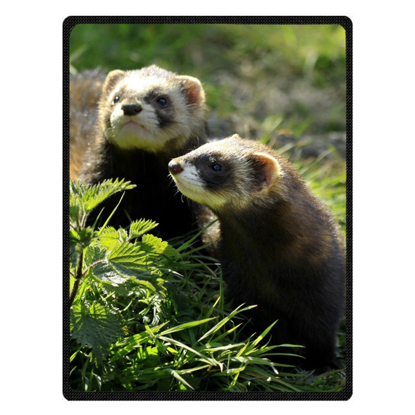 ferret blanket