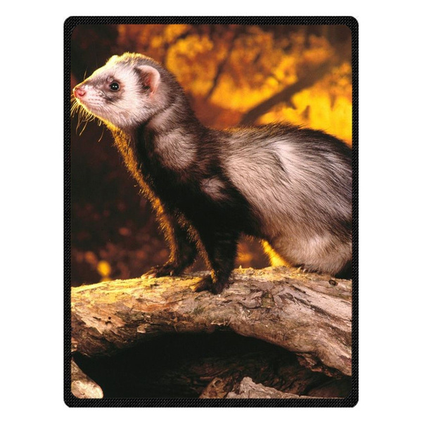 ferret blanket