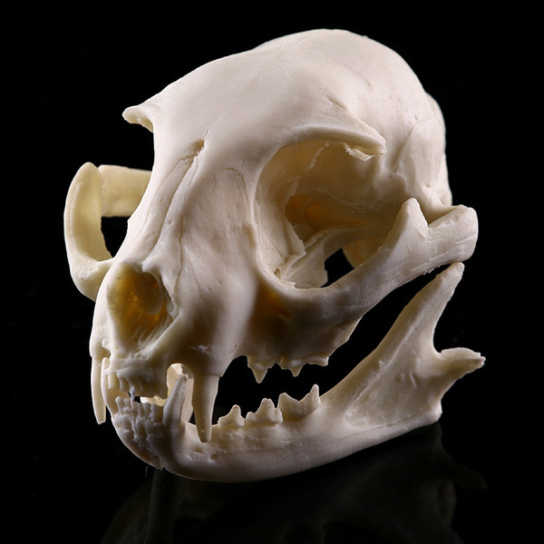 Lucky cat skull model resin animal skeleton skeleton animal skull model  resin skull hand handle | Wish