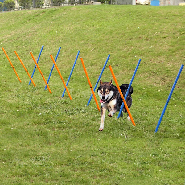 dog activity equipment