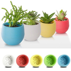 Plants, Flowers, planter, Colorful