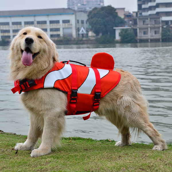 Golden retriever 2025 life jacket