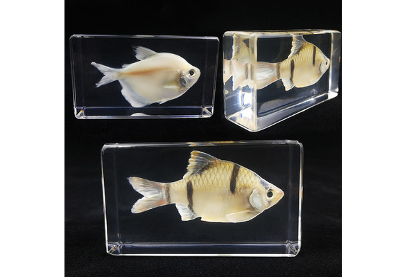 Birthday Gifts Kids,real Fish Specimens Ornaments Teaching Early Education  Toys Kindergarten Resin Animal Specimens Transparent Crafts -  Canada