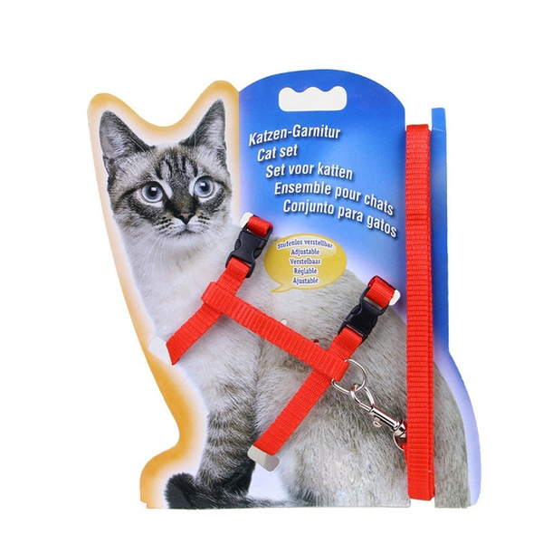kitten collar and leash