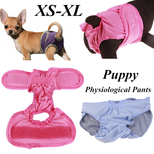 dog shorts for dogs