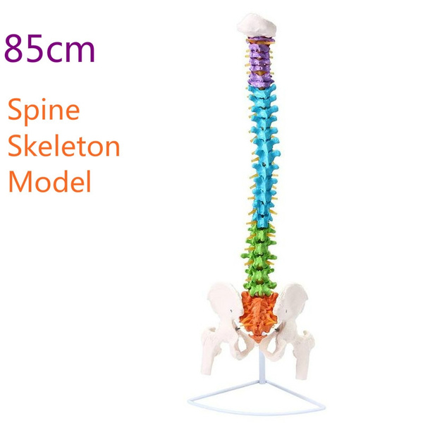 85cm Life Size Didactic Colored Flexible Anatomical Human Vertebral ...