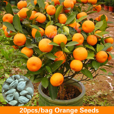 20pcs/bag Orange Seeds Climbing Orange Tree Seed Bonsai Organic Fruit Seeds Like Christmas Tree Pot for Home Garden Plant