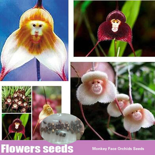 Beautiful Monkey Face Orchids Seeds Multiple Varieties Bonsai Flower Seeds Plants Seeds For Home Amp Garden 10 Pcs Seeds Species Random Wish