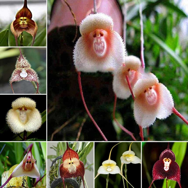 Cute Monkey Face Orchid Bonsai Plants Flowers Home Garden NEW 2019 100 Pcs Seeds Cute Monkey Face Orchid Bonsai Plants Flowers Home Garden NEW 2019 100 Pcs Seeds