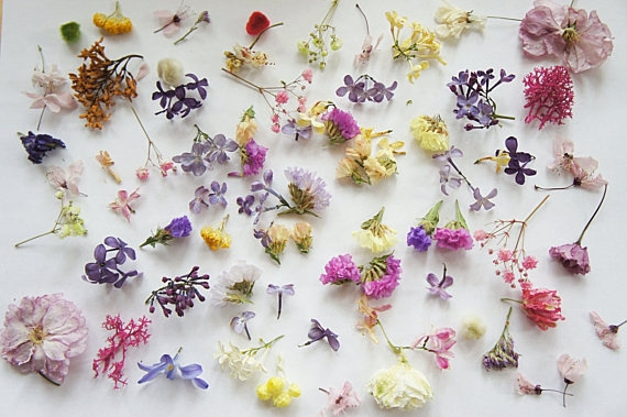 50PCS MORE Dried mini flower for resin jewelry, mixed flower for