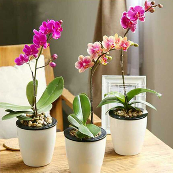 orchid bolsa