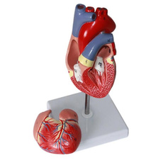 Heart, humanheartmodel, cardiacanatomyteachingmodel, demonstrationanatomicalmodel