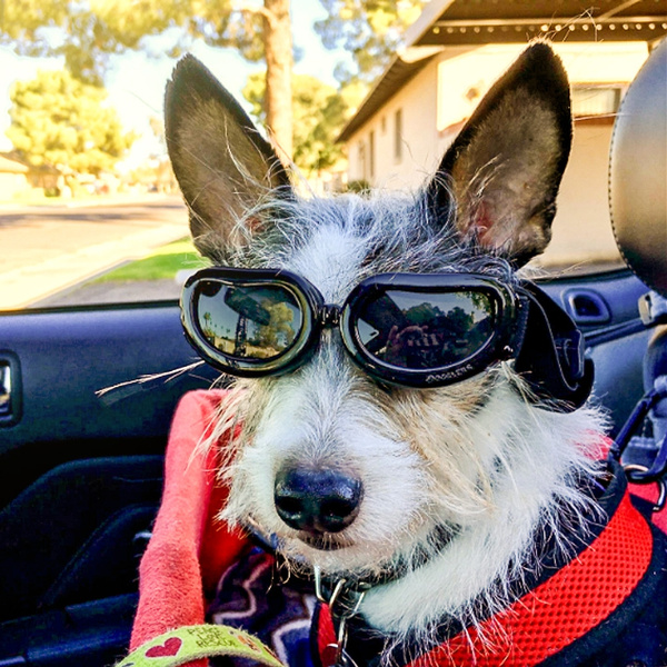 small dog goggles