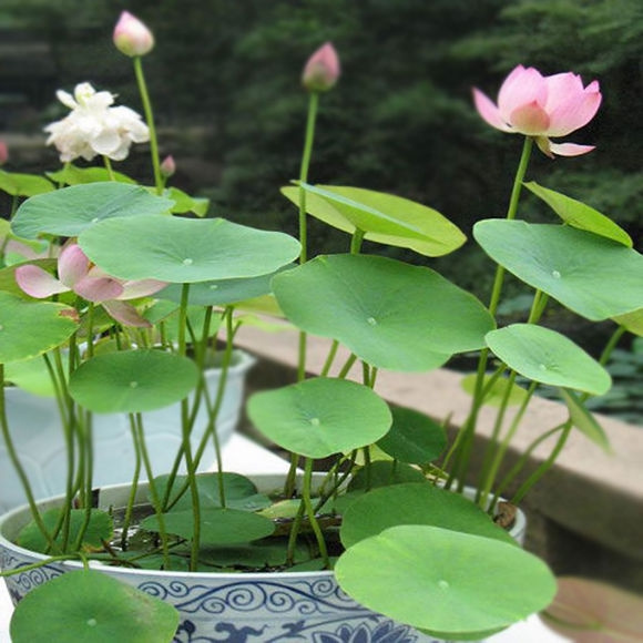 20pcs seeds mixture Water Plants Lily Bowl   Seed Lotus Flower Seeds Aquatic