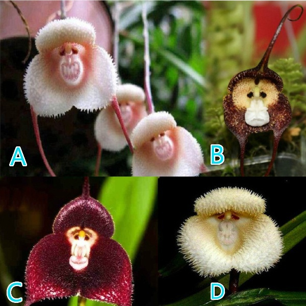 Cute Monkeyfaced Flower Plants Seeds Lovely Smart Cute MonkeyFace