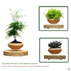 Bonsai, Box, Plants, Garden