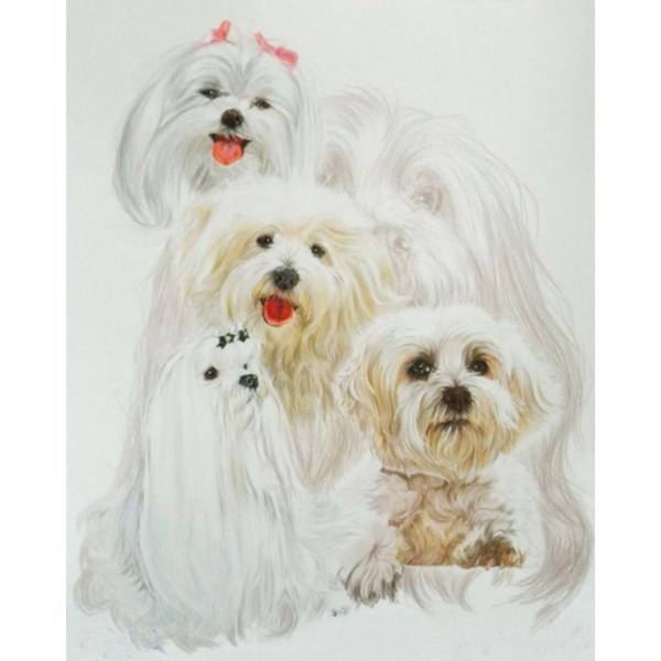 Maltese Dog Pet, 5D Diamond Painting Kits