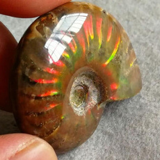 Beautiful, ammonite, shells, Natural