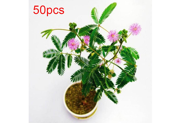 50 Pcs Bashful Grass Seeds Mixed Color Mimosa Pudica Linn Leaves Bonsai  Plant for Garden Home | Wish