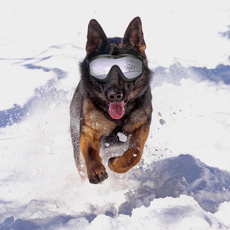 petdoggle, Medium, Sunglasses, dogglesschutzbrillen