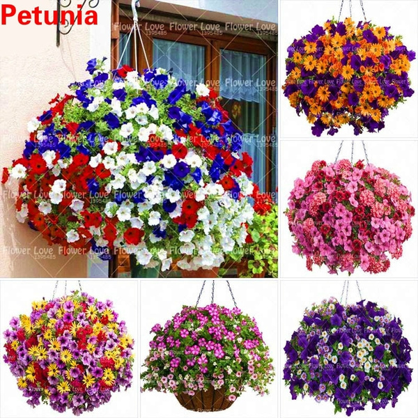 Details about   200 Pcs Hanging Petunia Seeds Mixed Color Perennial Flowers Calibrachoa Bonsai 