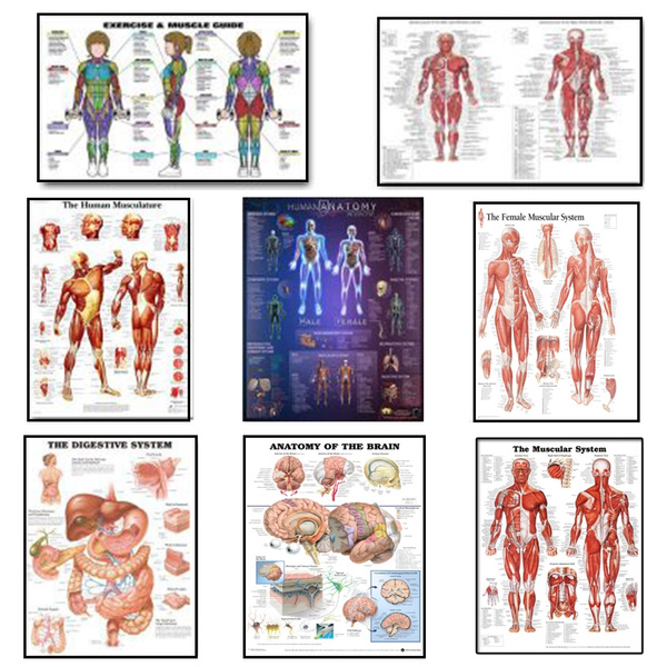 Human Body Anatomy Canvas Art Print Painting Poster Wall Pictures for ...