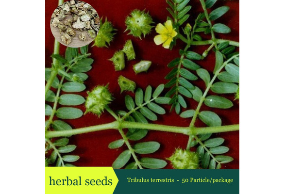 Tribulus Terrestris Seeds Annual Herb Caltrop Burra Gok Haru Bindii Seed Flowering Plant Bullhead Seed 50pcs Bag Wish