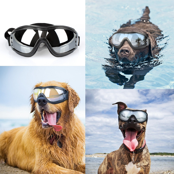 Large dog clearance sunglasses