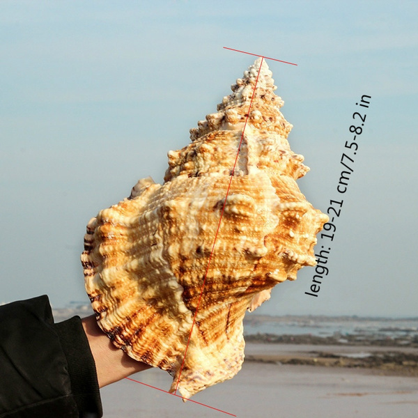 Big Tutufa Rubeta Conch Shells Coral Sea Snail Fish Tank Home Decor Ornament 