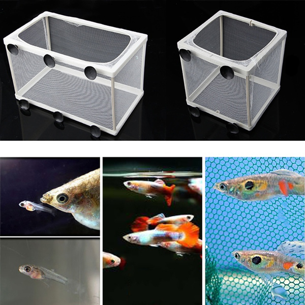 Fish Tank Aquarium Guppy Elevage Eleveur Poisson Bebe Gaze Piege Boite Isolateur S L Zio Wish