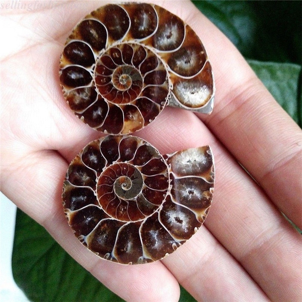 2 Semicircle Natural Ammonite Shell Fossil Specimen Madagascar Home Half Cut DIY