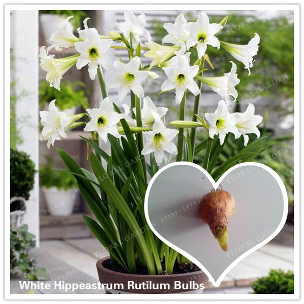 True White Hippeastrum Rutilum Bulbs,(Not Hippeastrum Rutilum  Seeds),Amaryllis Flowers Symbolizes Love, Flower Plant -1 Bulbs | Wish
