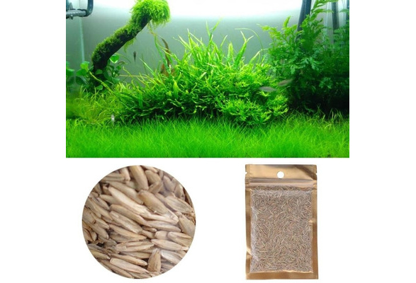 Calf hair 10g Pack Waterseed Seeds Mini-to-leaves Foreground Grass  Large-leaved Seed Fishtank Aquarium Landscaping Decoration | Wish