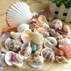 shells, Home Decor, starfishe, seashell