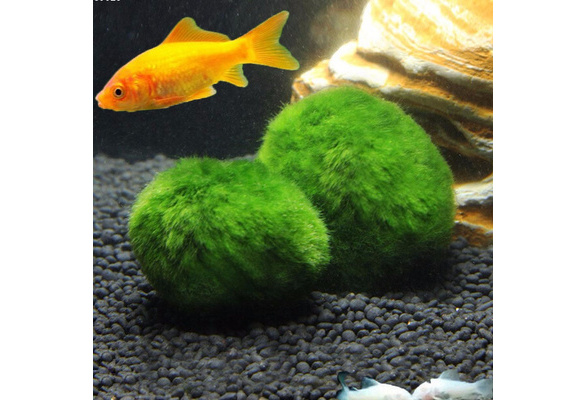 ALL sizes MARIMO MOSS BALLS Cladophora live aquarium plant fish tank shrimp  nano