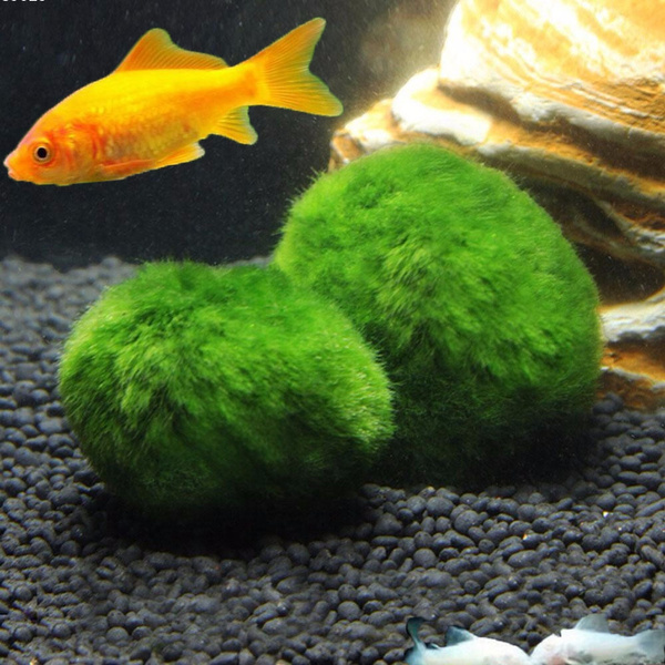 4 x MARIMO MOSS BALL (3 to 5cm) Aquarium live plant Cladophora fish tank  shrimp