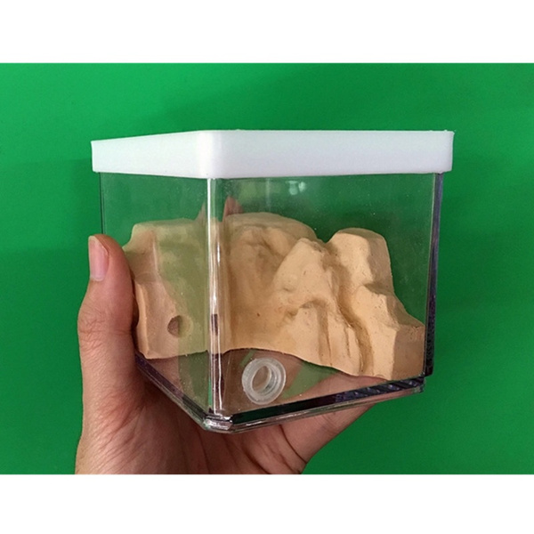 Layered Small Ant Colony Ecological Nest Ant Farm Formicarium Science