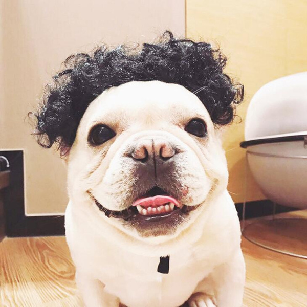 funny dogs with wigs