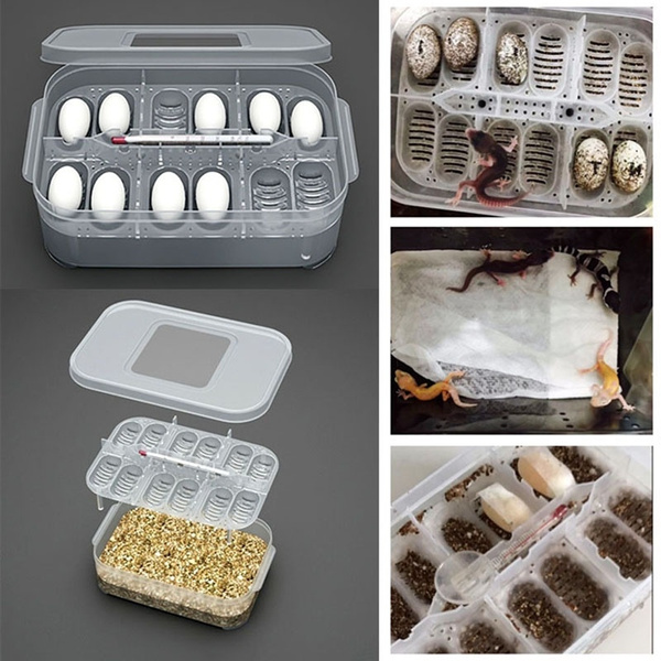 Lizard 2024 egg incubator